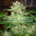 Mazar Kush Feminised Cannabis Seeds | World of Seeds