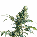 Mexican Sativa Regular Cannabis Seeds | Sensi Seeds Mexican Sativa Regular Cannabis Seeds | Sensi Seeds
