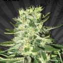MiG 29 Auto flowering Feminised Cannabis Seeds | Auto Seeds MiG 29 Auto flowering Feminised Cannabis Seeds | Auto Seeds