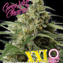 Monsterbud XXL Auto Feminised Cannabis Seeds - Growers Choice Monsterbud XXL Auto Feminised Cannabis Seeds - Growers Choice