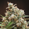 Nepalese Jam Regular Cannabis Seeds | Ace Seeds Nepalese Jam Regular Cannabis Seeds | Ace Seeds