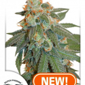 Auto Orange Bud Feminised Cannabis Seeds | Dutch Passion