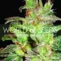 Northern Lights x Big Bud Feminised Cannabis Seeds | World of Seeds Northern Lights x Big Bud Feminised Cannabis Seeds | World of Seeds