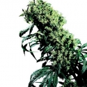 Northern Lights #5 x Haze Regular Cannabis Seeds | Sensi Seeds Northern Lights #5 x Haze Regular Cannabis Seeds | Sensi Seeds