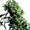 Northern Lights #5 x Haze Feminised Cannabis Seeds | Sensi Seeds Northern Lights #5 x Haze Feminised Cannabis Seeds | Sensi Seeds