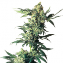Northern Lights Feminised Cannabis Seeds | Sensi Seeds Northern Lights Feminised Cannabis Seeds | Sensi Seeds