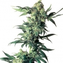 Northern Lights Regular Cannabis Seeds | Sensi Seeds 