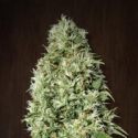 Orient Express Feminised Cannabis Seeds | Ace Seeds Orient Express Feminised Cannabis Seeds | Ace Seeds