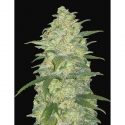 Auto White Widow Feminised cannabis Seeds | Fast Buds Originals.