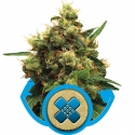 Painkiller XL Feminised Cannabis Seeds | Royal Queen Seeds Painkiller XL Feminised Cannabis Seeds | Royal Queen Seeds