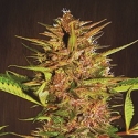 Pakistan Chitral Kush Regular Cannabis Seeds | Ace Seeds.