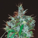 Panama Haze Feminised Cannabis Seeds | Ace Seeds Panama Haze Feminised Cannabis Seeds | Ace Seeds