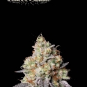 Panty Punch Auto Feminised Cannabis Seeds | Seed Stockers