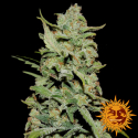 Peyote Critical Feminised Cannabis Seeds | Barney's Farm Peyote Critical Feminised Cannabis Seeds | Barney's Farm
