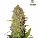 Pineapple Express Auto Feminised Cannabis Seeds | Fast Buds