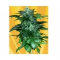 Pixie Punch Auto Feminised Cannabis Seeds