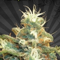 Polar Express Auto flowering Feminised Cannabis Seeds | Auto Seeds