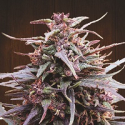 Purple Haze x Malawi Regular Cannabis Seeds | Ace Seeds Purple Haze x Malawi Regular Cannabis Seeds | Ace Seeds