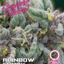 Rainbow Candy Auto Feminised Cannabis Seeds - Growers Choice Rainbow Candy Auto Feminised Cannabis Seeds - Growers Choice