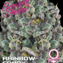 Rainbow Candy Feminised Cannabis Seeds - Growers Choice Rainbow Candy Feminised Cannabis Seeds - Growers Choice