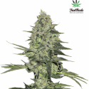 Rhino Ryder Auto Feminised Cannabis Seeds | Fast Buds