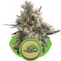 Royal Bluematic Feminised Cannabis Seeds | Royal Queen Seeds.