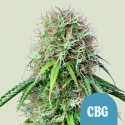 Royal CBDG Auto Feminised Cannabis Seeds | Royal Queen Seeds Royal CBDG Auto Feminised Cannabis Seeds | Royal Queen Seeds