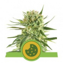 Royal Cookies Auto Feminised Cannabis Seeds | Royal Queen Seeds