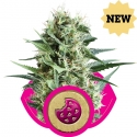 Royal Cookies Feminised Cannabis Seeds | Royal Queen Seeds Royal Cookies Feminised Cannabis Seeds | Royal Queen Seeds