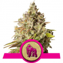 Royal Gorilla Feminised Cannabis Seeds | Royal Queen Seeds Royal Gorilla Feminised Cannabis Seeds | Royal Queen Seeds