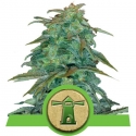 Royal Haze Auto Feminised Cannabis Seeds | Royal Queen Seeds Royal Haze Auto Feminised Cannabis Seeds | Royal Queen Seeds