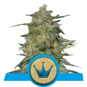 Royal Highness Feminised Cannabis Seeds | Royal Queen Seeds Royal Highness Feminised Cannabis Seeds | Royal Queen Seeds