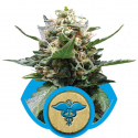 Royal Medic CBD Feminised Cannabis Seeds | Royal Queen Seeds.