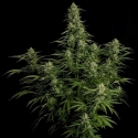 Milky Way F1 Auto Milky Way F1 Auto
