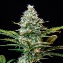 Royal Runtz Feminised Cannabis Seeds | Royal Queen Seeds.