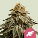 Royal Skywalker Feminised Cannabis Seeds | Royal Queen Seeds. Royal Skywalker Feminised Cannabis Seeds | Royal Queen Seeds.