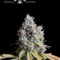 Superior Ruru Cucu OG Auto Feminised Cannabis Seeds | Seed Stockers