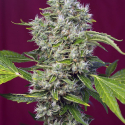 San Fernando Lemon Kush Feminised Cannabis Seeds | Sweet Seeds San Fernando Lemon Kush Feminised Cannabis Seeds | Sweet Seeds