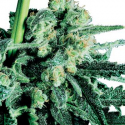 Sensi Skunk Regular Cannabis Seeds | Sensi Seeds Sensi Skunk Regular Cannabis Seeds | Sensi Seeds