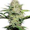 Sensi Skunk Auto-Flowering Feminised Cannabis Seeds | Sensi Seeds Sensi Skunk Auto-Flowering Feminised Cannabis Seeds | Sensi Seeds
