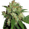 Sensi Skunk Feminised Cannabis Seeds | Sensi Seeds 