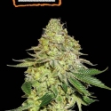 Sherbet Feminised Cannabis Seeds | Seed Stockers. Sherbet Feminised Cannabis Seeds | Seed Stockers.