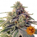 Shiskaberry Feminised Cannabis Seeds | Barney's Farm Shiskaberry Feminised Cannabis Seeds | Barney's Farm