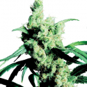 Silver Haze Feminised Cannabis Seeds | Sensi Seeds Silver Haze Feminised Cannabis Seeds | Sensi Seeds