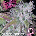 Silver Grape Sherbet Feminised Cannabis Seeds - Growers Choice Silver Grape Sherbet Feminised Cannabis Seeds - Growers Choice