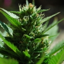 Skull Ryder Auto Feminised Cannabis Seeds | Black Skull Seeds