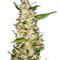 Skunk #1 Feminised Automatic Cannabis Seeds | Sensi Seeds