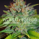 Skunk 47 Feminised Cannabis Seeds | World of Seeds