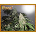 Kripple Roulette Feminised Cannabis Seeds | Dr Krippling. Kripple Roulette Feminised Cannabis Seeds | Dr Krippling.