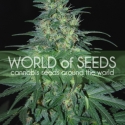South African Kwazulu Feminised Cannabis Seeds | World of Seeds